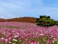 コキアのピークは過ぎたけど。。一面鮮やかなコスモスは感動しました(*´▽｀*)