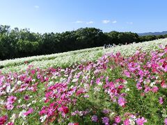 秋晴れの大阪万博記念公園　自然文化園・花の丘で「コスモス三昧の一日」を過ごす。（2020）