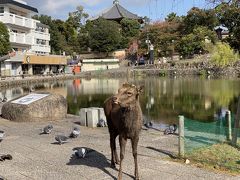 「休日ぶらり旅きっぷ」でお出かけ。奈良で鹿に遊ばれる。