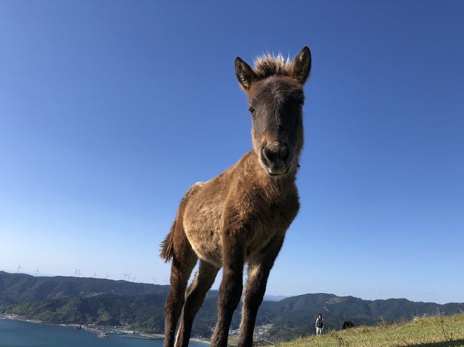 ＧＯ toトラベルで九州巡り<br />今回は鹿児島宮崎です<br /><br />2日目は霧島市から宮崎の都井岬へ移動<br />都井岬の野生馬が目当てです！<br />のんびり山と海を見ながらドライブ<br />予定より長いドライブで…<br />あとは鵜戸神宮<br />ランチのブリ丼、ディナーのタイ料理はどちらも当たり！<br /><br />～2泊3日の日程～<br />1日目は、生駒高原、霧島山麓丸池湧水、大浪池<br />宿泊はホテル京セラ（霧島）<br />2日目は、都井岬で天然記念物の岬馬と遊び鵜戸神社<br />幸島と猿は時間がなくて断念<br />宿泊は青島フィッシャーマンズ ビーチサイド ホステル&amp;スパ<br />3日目は、宮交ボタニカルガーデン、日南のモアイ像<br /><br />～2泊3日2名の旅行費用～<br />高速代　九州3日間乗り放題　7,900円<br />ホテル京セラ　1泊2食付　　14,391円<br />青島フィッシャーマンズビーチサイドホテル＆スパ　<br />1泊朝食付（温泉とタオル付）4,624円<br /><br />～貰えたクーポン～<br />地域共通クーポン　4,000円<br />宮崎市内で使える泊得クーポン　6,000円<br /><br />ガソリン代やランチ代に使用