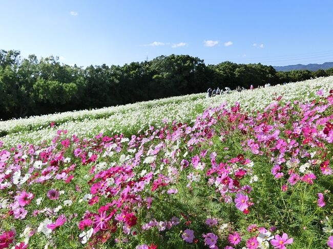 「花の丘」のコスモスは、一昨年は９月の大型台風で大きな被害を受け、一昨年の暮れから昨年にかけて改良工事が始まり、昨年の「コスモス・フェスタ」開催時は約３０％のエリアが立ち入り禁止区域になっていました。<br />改良工事のおかげで、展望デッキが２カ所設置されたり、遊歩道も整備されたり、増設されたりで、我々見物者にとっては非常に有難い憩いの場所になりつつありました。<br /><br />今年のコスモス開花情報は、万博記念公園に詳しい友人や「万博公園総合案内所」等から、ある程度入手していました。<br />この度は、改良工事が完成して初めてのコスモス見物となります。改良工事で「花の丘」がどのように改善されているのか、コスモスが昨年より綺麗に咲いているのか、期待を込めて我が家を出発しました。<br /><br />〈結果〉<br />近年稀に見る、すばらしい「コスモス」を見ることができました。そして、関西人には珍しいと思われる「赤そばの花」も見ることができました。<br />”very　very　good！！！”でした。<br /><br />そのような「旅行記」ですが、一見していただければ有難く思います。