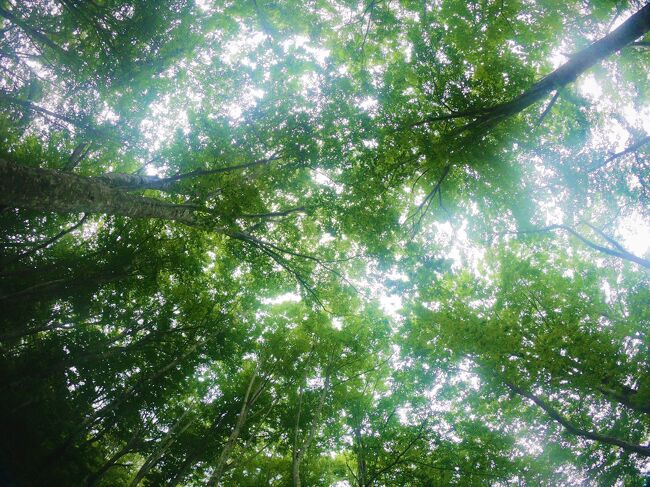 白神山地･･･といえば世界遺産のブナの森。<br />青々と水分をたっぷりとの蓄えたブナの葉が森を覆い尽くし、しっとりと濡れ、フワフワとした軟らかい土壌からは香しい大地の香りが漂ううっそうとした森のイメージがありますが、実は白神山地とは、森だけではないのです。<br /><br />そのエリア内には海岸線もあり、2020年の5泊6日の東北旅では世界自然遺産の森とまだあまり知られていない海岸線を旅してきました。<br /><br />白神山地-旅行記3で紹介するのは白神山地の海岸線エリアで、隆起床海岸などの珍しい地形もありGeo Parkとしても興味深い場所です。<br />また、このあたりはJR五能線が走る風光明媚な海岸線として有名で、東日本で一番短いトンネルがある場所としても知られています。<br /><br />そして、この海岸エリアで宿泊した場所が、その昔に“与田村”と呼ばれたことのある村。<br /><br />白神山地を歩く旅行記-3は、かつてこの村で起きた12年後の日本の未来を予兆させるような事件から始まります。<br /><br />☆★☆2020.7月-白神山地に癒やされて-旅程☆★☆<br />□1日目：角館　武家屋敷　内町・外町さんぽ<br />　　　 　白神温泉ホテル<br />■2日目：二ツ森、十二湖（白神山地）<br />　　　　 トレッキング<br />　　　 　民宿　汐ヶ島<br />■3日目：暗門の滝（白神山地）トレッキング<br />　　　 　大秋温泉　ブナの里　白神館<br />□4日目：岩木山　トレッキング<br />　　　 　嶽（だけ）温泉　小島旅館<br />□5日目：八甲田山　湿原さんぽ<br />　　　　 酸ヶ湯（すかゆ）<br />□6日目：奥入瀬渓流　さんぽ<br />　　　 　大湯環状列石<br /><br />☆★☆2020.7月-夏旅　旅行記☆★☆<br />〈1〉角館　陸奥の小京都へ<br />　　　https://4travel.jp/travelogue/11637106<br />〈2〉アウイナイトの青<br />　　　https://4travel.jp/travelogue/11639070/<br />〈3〉Pandemic地帯の夕景<br />　　　https://4travel.jp/travelogue/11656576