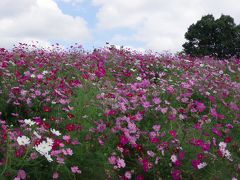 国営讃岐まんのう公園へコスモスとコキアを見に