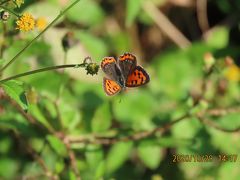 森のさんぽ道で見られた蝶(60)キタテハ、ウラナミシジミ、ベニシジミ、クロコノマチョウ、モンシロ他