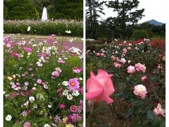 秋桜と秋薔薇の饗宴～京都府立植物園～2020