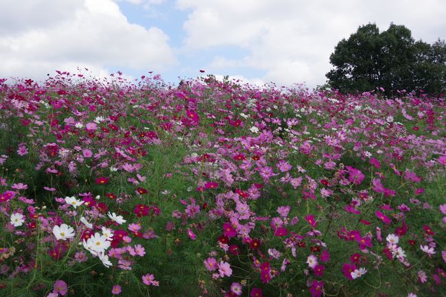 夫が急に、まんのう公園のコキアを見に行こうと言い出して、11時過ぎから出かけてきました。<br /><br />天気は晴れたり曇ったりでしたが、コスモスやコキアはちょうど見頃、余り混んでなくてゆっくり楽しめました。