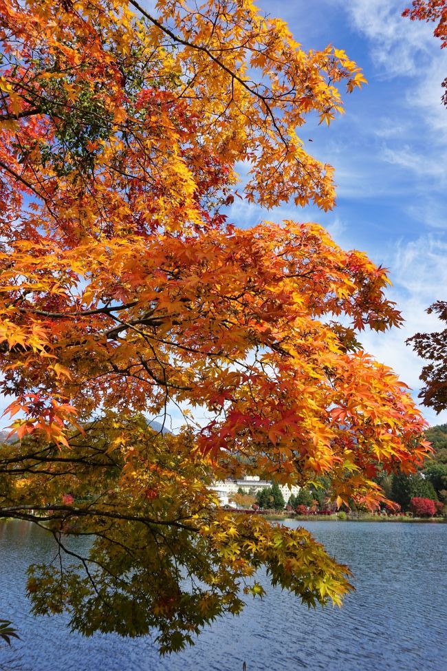 蓼科の紅葉風景が大好きで。。。今まで何度も訪ねています<br />いつも同じ場所ばかりでしたが。。<br />今回の旅では、奈良井宿まで足を延ばしてみようと、、計画しました<br /><br />一日目　奈良井宿　諏訪湖くらすわ（ランチ）霧ヶ峰（コロボックルヒュッテ）女神湖　エクシブ蓼科泊<br /><br />二日目　御射鹿池　横谷峡　蓼科湖　UMEZO（ランチ）清泉寮　八ヶ岳倶楽部　勝運の湯ドーミーイン甲府丸の内<br /><br />三日目　甲斐善光寺　河口湖ハナテラス　忍野八海　いなか（ランチ）　帰宅