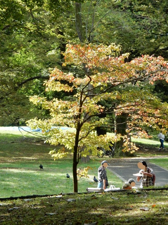 いろいろなＧＯ　ＴＯ　キャンペーンがでていますが<br />あやかって「ＧＯ　ＴＯ　パーク」（勝手に命名）で<br />代々木公園～宮下公園を秋の陽をうけて歩いてきました。