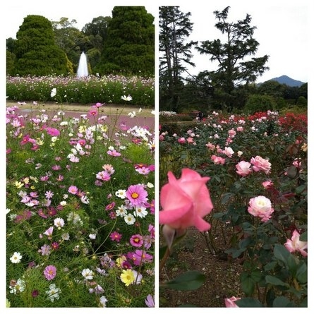 秋桜と秋薔薇の饗宴 京都府立植物園 今出川 北大路 北野 京都 の旅行記 ブログ By はんなりさん フォートラベル