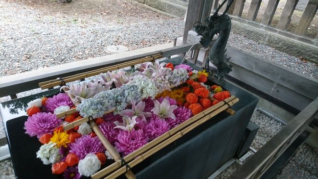 今年は新型コロナウイルスの影響で各地の神社のお祭りも中止になりました。神社にある手水場は感染拡大防止の観点から使えなくなりました。そんな手水場を花で飾る花手水が夏に続き秋にも行われました。夏もいった神社もありますが、新たな美しさに見とれました。