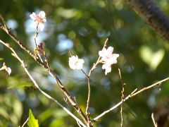 小菅ヶ谷北公園の散り際の桜－2020年秋