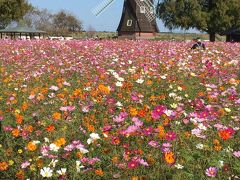 交通費ゼロ円の自転車旅「千葉県柏市、あけぼの山農業公園の『秋桜』が予想以上にキレイでした」