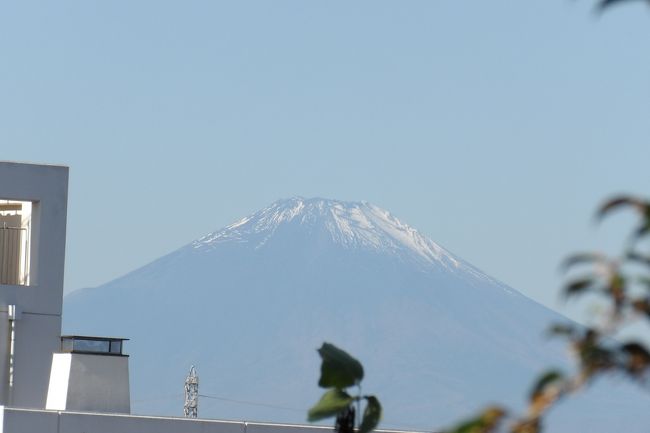 　野庭町まで来たので、他に富士山のビュースポットを巡ってみる。<br />　小山台中の裏山へ上って富士山を見る。やはり、校舎が邪魔をしている。すなわち、ここの学生たちは校舎内から富士山を見ているということであろう。もしそうだとしたら、横浜市内でも稀有な富士山が見られる中学校ということになろうか？<br />（表紙写真は小山台中裏山から見る富士山）<br />