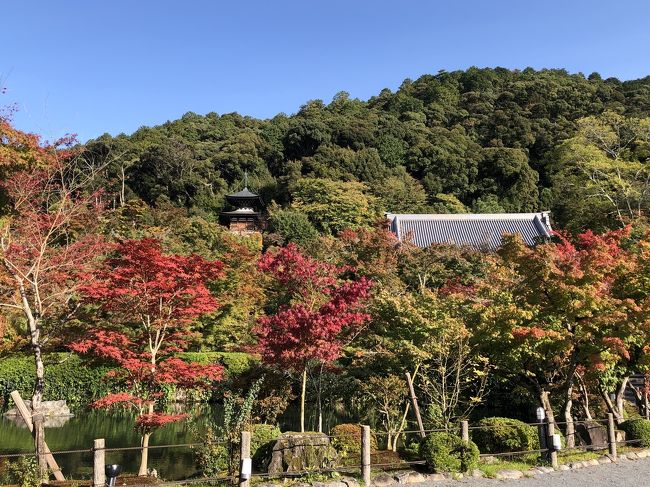 気軽に旅行ができなくなった2020年。。<br /><br />楽しみがなくなってしまったけど、<br /><br />これは…<br /><br />逆にチャンスかも。。<br /><br />ここまで観光客が少ない京都は、<br /><br />なかなかない。。<br /><br />ということで、<br /><br />通常なら、観光客が多すぎて行こうとは思わないところに<br /><br />順に行ってみることにしました。<br /><br />第9弾。