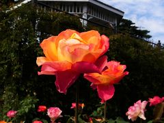 「敷島公園」の秋バラ_2020_終盤ですが見頃、綺麗に沢山咲いています（群馬県・前橋市）