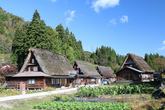 今年の5月にスペイン・ポルトガル旅行を計画していたところ、新型コロナウイルスの影響でツアーが中止。<br />予定が空いたので八幡平のドラゴンアイを見ようと計画したものの、こちらもコロナの影響でホテルがクローズして断念。<br />やむなく時期を半年ずらして秋に変更し、東北の名湯と紅葉を巡る旅を計画して、8泊9日のドライブ旅行に出かけてきました。(コロナ対策として密を防ぐため、しんどいけれどマイカーで出かけました)<br />ただ旅行時期を半年ずらしたおかけで、何とGoToトラベルキャンペーンが利用でき、お得に旅することができました。<br />今回の旅程は、<br />10月17日(土)マイカーで出発し、新潟県の新発田城を観光して村上市の瀬波温泉泊<br />10月18日(日)山形県鶴岡市内観光後、出羽三山神社参拝して休暇村羽黒温泉泊<br />10月19日(月)秋田県角館市内と田沢湖を観光後、乳頭温泉泊<br />10月20日(火)八幡平散策後、山形県の銀山温泉泊<br />10月21日(水)立石寺を観光後、福島県裏磐梯の五色沼散策して猫魔温泉泊<br />10月22日(木)大内宿、鶴ヶ城・飯盛山観光後、東山温泉泊<br />10月23日(金)新潟県に移動し、清津峡渓谷トンネル観光後、大湯温泉泊<br />10月24日(土)西福寺参拝後富山県に移動し、海王丸パークと高岡大仏・瑞龍寺観光し宿泊<br />10月25日(日)世界遺産の相倉・菅沼合掌造り集落観光後帰宅<br />今回の全走行距離は約2800Km。<br />一人で運転したので結構しんどかったけれど美味しいものをいただき、きれいな紅葉が眺めて、毎日温泉に入られたので疲れも緩和されました。<br />国内旅行にしては長い旅行だったので、14回の旅行記にまとめて紹介したいと思います。<br />今回は旅行最終日の世界遺産 相倉と菅沼合掌造り集落の観光と帰宅までを紹介します。<br />天気が良かった相倉合掌造り集落の茅葺き屋根の集落は、とても絵になる日本の原風景でした。<br />