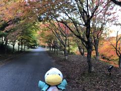 一足早く長野県の伊那市もみじ湖に紅葉を見に行きました