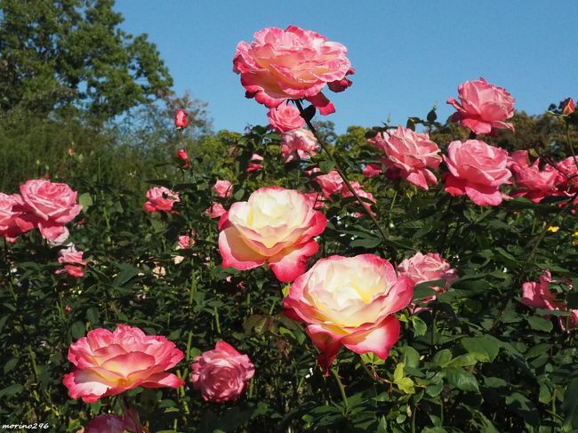 大船フラワーセンターへ秋バラを楽しみに行ってきました。<br />バラの花ばかりの旅行記ですが、宜しければご覧ください。<br />お好きなバラは見つかるでしょうか。<br /><br />大船フラワーセンターは、2018年4月に名称を「神奈川県立フラワーセンター大船植物園」から「神奈川県立大船フラワーセンター」に改め、ネーミングライツ制度を導入して「日比谷花壇大船フラワーセンター」の愛称でリニューアルオープンしました。