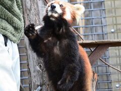 レッサーパンダはかわゆい !!! 旭山動物園 １