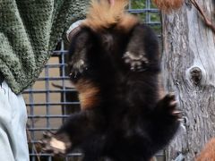 レッサーパンダはかわゆい !!! 旭山動物園 2