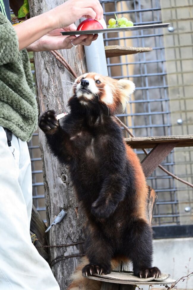 日本で最も有名と言ってもいい旭山動物園に遂にやってきました。凄い！！！<br />3次元で見ることが出来る、興奮し、感動しました。修学旅行生も大勢来ていました。一時期は閑古鳥が鳴いていた園を西田敏行さん達の頑張りで、こんな素晴らしい園に生まれ変わりました。違う、これは映画かドラマの話でした。<br />ところで早めの昼食を東門にあるLIONで済ませ、見晴らしが素晴らしいのでのんびり眺めていると、にわかに雨雲が張り出しポツポツと雨が落ちてくるではありませんか。「おのれ雨雲何をする」と昨日授かったカムイコタンセキのパワー全開で睨み付けると、不思議なことに雨雲はみるみるうちに消え去り、再び真っ青な綺麗な空に戻ったのでした。しかしこの様な壮絶な戦いが裏であったことなど誰一人知らず、呑気に動物たちに見入っているのでした。