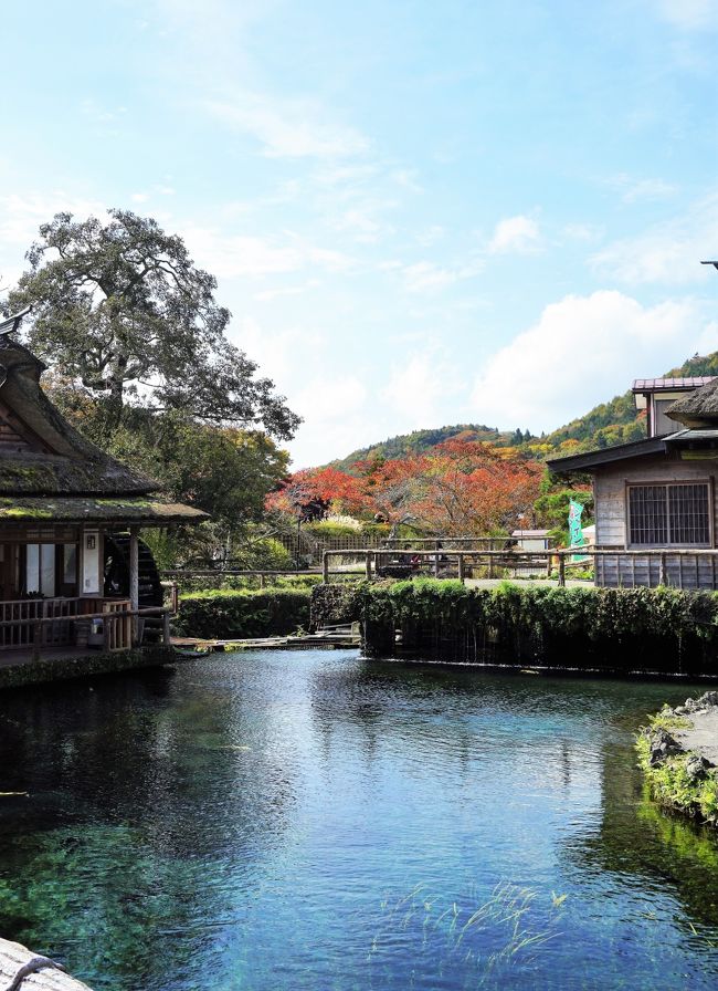 蓼科の紅葉風景が大好きで。。。今まで何度も訪ねています<br />いつも同じ場所ばかりでしたが。。<br />今回の旅では、奈良井宿まで足を延ばしてみようと、、計画しました<br /><br />一日目　奈良井宿　諏訪湖くらすわ（ランチ）霧ヶ峰（コロボックルヒュッテ）女神湖　エクシブ蓼科泊<br /><br />二日目　御射鹿池　横谷峡　蓼科湖　UMEZO（ランチ）清泉寮　八ヶ岳倶楽部　勝運の湯ドーミーイン甲府丸の内<br /><br />三日目　甲斐善光寺　河口湖ハナテラス　忍野八海　いなか（ランチ）　帰宅