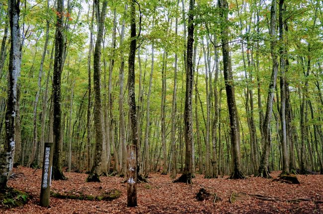 秋の紅葉を目的に、湯沢・津南・秋山郷など、1泊2日で新潟南部エリアに行って来たときの備忘録です