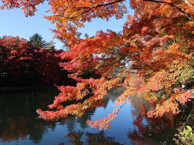 ちょうど紅葉が見ごろの軽井沢。雲場池を中心に、１泊２日で行ってきました。<br />雲場池の近くのホテルに泊まったので、１日目の昼過ぎ、２日目の早朝と、池の２つの異なる顔を見られました。<br /><br />軽井沢駅　→　軽井沢プリンスショッピングプラザ　→　雲場池　<br />→　ホテル・チェックイン<br />→　旧軽井沢銀座　→　（夜の）軽井沢プリンスショッピングプラザ<br /><br />→　雲場池　→　ホテル・チェックアウト　<br />→　軽井沢プリンスショッピングプラザ　→　軽井沢駅<br /><br />