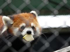 大牟田市動物園＆福岡市動物園　3月に見たレン君のマズルの腫れの回復が気になる＠大牟田ズー　そして、 新(仮？)放飼場でこんにちは＠福岡ズー