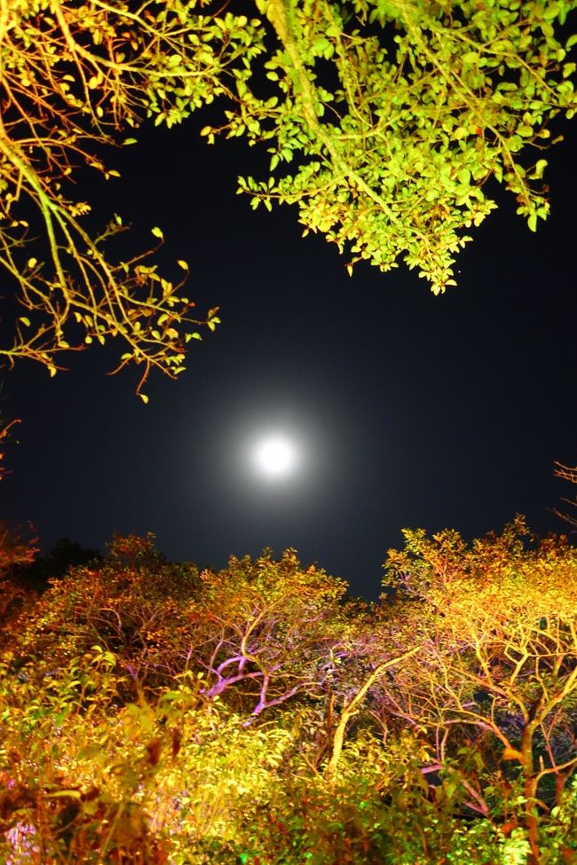 急きょ予定がキャンセルになったので、たまっていたポイントなどを使って足と宿を確保して出掛けてきました。<br />安くすませるために少し強行スケジュールになってしまいましたが、充実した週末を過ごせました(^-^)<br /><br />今回は長崎の↓の◎のところへ。<br />※有人の10km2以上の島を巡ってます<br /><br />長崎 <br />対馬 695.74 <br />福江島 326.34 <br />中通島 168.39 <br />平戸島 163.4 ◎<br />壱岐島 134.63 <br />久賀島 37.24 <br />針尾島 33.16 <br />若松島 31.14 <br />宇久島 24.94 <br />奈留島 23.68 <br />福島 16.94 ●<br />生月島 16.55 ◎<br />鷹島 16.18 ●<br />的山大島 15.16 <br />小値賀島 12.26 <br />大島 12.08 <br /><br />Flight :<br />10/31(土) ANA451 HND 07:15 - HSG 09:15<br />11/1(日) ANA454 HSG 09:55 - HND 11:30<br /><br />Hotel :<br />コンフォートホテル佐賀<br /><br />Distance : 393km