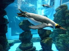 JALどこかにマイルで日帰り北九州にまいる☆下関でペンギンとフグ水族館