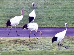 日本で 唯一の植物性モール温泉を楽しむ