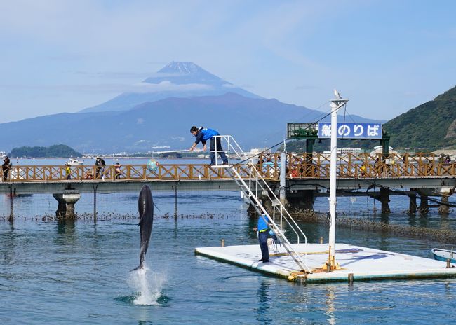 伊豆シャボテン動物公園へ行った翌日、朝6：00前から甥っ子たちが「おじちゃん、何処か行こうよ～」今日はお昼前には帰ると聞いていたので、すぐ行って帰ってこれるあわしまマリンパークへ。今年はお正月にも行った子供たちが大好きな水族館です。