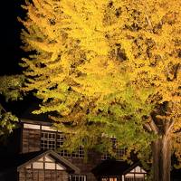 福島　紅葉めぐり～只見線、喰丸小、土津神社、あづま総合運動公園、白糸の滝、南湖神社、雪割渓谷