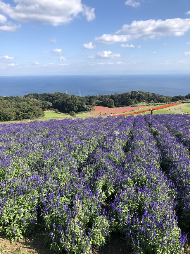 淡路島に行ってみたいなー、でも車ないと不便だなあ、と思っていたら、なんと虎キチお岩さんから、大阪発で淡路島ドライブに連れてってくれるとの提案が。ありがたく乗っからせていただくことにしました。週末に、子供たち＆Marielさんと伊丹から淡路島を経由し、高松泊、翌日丸亀を観光して高松から帰京しました。<br /><br />初めての淡路島、お花と玉ねぎがいっぱいで、楽しいところでした。<br /><br />虎キチお岩さん<br />https://4travel.jp/traveler/tomokomokomoko<br /><br />Marielさん<br />https://4travel.jp/traveler/ayamariel