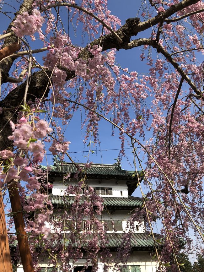 初の一人旅は弘前の桜祭り。