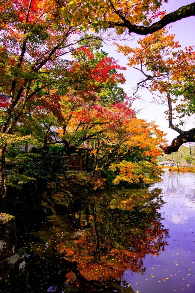 県内でもトップに紅葉が色づく、清川の宝生寺と朝地の用作公園へ行ってきました。