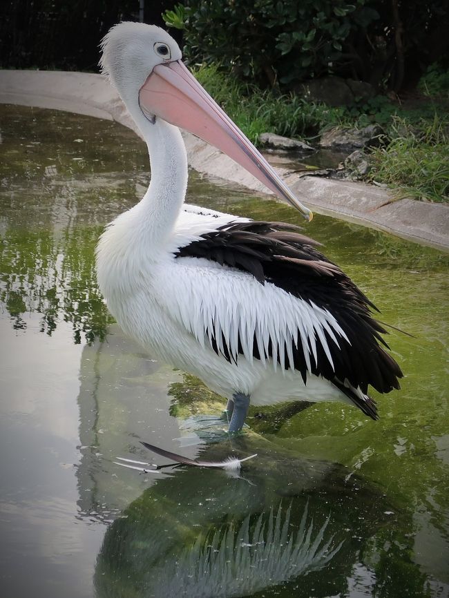 フィーディングタイム海の動物たちや、お魚たちの食事風景に新発見?セイウチ、トド、ペンギン、サンゴ礁の魚たちのフィーディングタイム!http://www.kamogawa-seaworld.jp/aquarium/program/eattime.htmlより引用https://tabicoffret.com/article/76875/index.htmlhttps://www.asoview.com/note/111/?page=10https://4travel.jp/travelogue/11128231ペリカン科は、ペリカン目に含まれる科。ペリカン属のみで本科を構成する。 最大種はハイイロペリカンで全長170センチメートル。翼開張330センチメートル。体重11キログラム。メスよりもオスの方が大型になる。羽色は灰色や白。初列風切は黒い。 嘴は大型で長く、下嘴から喉にかけて袋状に伸長する皮膚(咽喉嚢)がある。重心が胃にあり、大量の獲物を胃に入れた状態でもバランスを崩さずに飛翔する事ができる。 沿岸や湖沼などに生息する。食性は動物食で、主に魚類を食べるが、甲殻類を食べることもある。(フリー百科事典『ウィキペディア(Wikipedia)』より引用) メガマウスザメとは、最大で全長710センチメートルほどの幻のサメです。世界でも非常に希少なため、生態は未だ不明とされています。メガマウスザメの捕獲記録は世界で135例、日本では23例あり、本標本は日本での22例目の個体です。昨年5月に館山市洲崎沖の定置網に入っているのが見つかり、保護する前に息絶えましたが、体長約5.4メートル、体重1.2トンの大型のメスの個体で、その希少性から調査研究に役立てたいと考え、鴨川シーワールドで引き取りました。 これまで、メガマウスザメは骨格標本として残そうとしても骨が水分を含んだ軟骨で出来ているため、扱いが難しく叶いませんでした。しかしこの度、特殊な技術を用いることで、世界で初めて全身骨格標本の製作に成功し、一般公開を開始することとなりました。 世界でも全身骨格標本を見ることができるのは鴨川シーワールドのみです。http://www.kamogawa-seaworld.jp/event/eventinfo/lecture_mega.html より引用鴨川シーワールド(Kamogawa Seaworld)は、千葉県鴨川市の東条海岸と国道128号に挟まれて立地する、大規模な総合海洋レジャーセンター・博物館相当施設。グランビスタ ホテル&リゾートが運営している。 1970年10月に、八洲観光株式会社によって開業した。イルカやアシカなど海獣の展示飼育に力を入れ、猛獣とされていたシャチを男性が飼育調教した。シャチ以外の海獣によるパフォーマンスショーもある。また、シーワールド敷地内には直営のホテル「鴨川シーワールドホテル」が、1971年に設立されている。 1986年に八洲観光が三井観光開発(旧北炭観光、現グランビスタ)に吸収合併されてからは、同社の主要施設となった。1987年にシャチパフォーマンス専用で約2,000人収容可能なオーシャンスタジアムの新設、1996年12月に屋内水族館パノリウムをリニューアルしたエコエクアローム、1998年7月にロッキーワールドとアシカパフォーマンス専用のロッキースタジアム(約1,000人収容)の新設、2001年7月に南太平洋の魚類を展示するトロピカルアイランドとウミガメの浜の新設と、展示施設を拡大してきた。 東西に長い敷地を持つため、おおむね東側から順に記載する。 エコアクアローム 河川の上流から海に辿り着くまでの「水の一生」をテーマに、川魚や鴨川沿岸の魚などを展示。マリンシアター ベルーガパフォーマンス。ウミガメの浜 東条海岸に沿って設置されている。ウミガメが産卵・孵化し海に帰る過程を人工砂浜と水槽で再現し展示している。トロピカルアイランド キリバスのサンゴ環礁をモデルに、南太平洋に生息する魚(熱帯魚など)やサメを中心に展示している。シーワールドでは唯一の大型水槽「無限の海」が設置されている。サーフスタジアム イルカパフォーマンス。オーシャンスタジアム シャチパフォーマンス。半地下の1階にはレストラン「オーシャン」があり、シャチ水槽を窓越しに観覧できる。ロッキーワールド 海獣やペンギンの生息地を再現した展示施設。ロッキースタジアム アシカパフォーマンス。アシカ・アザラシの海 モントレー湾を再現しているが、北海道沿岸に生息するゴマフアザラシ・ゼニガタアザラシやオットセイ類、シーワールド生まれのオーストラリアアシカ 「サンディ」なども暮らしている。セイウチの海 アラスカ近海を再現している。2007年現在、父親と血の繋がりがあるセイウチ一家として暮らしている。トドの海 千島列島沿岸地を再現している。イルカの海 奄美群島近海を再現している。(フリー百科事典『ウィキペディア(Wikipedia)』より引用)鴨川シーワールド については・・http://www.kamogawa-seaworld.jp/https://tabicoffret.com/article/76875/index.html
