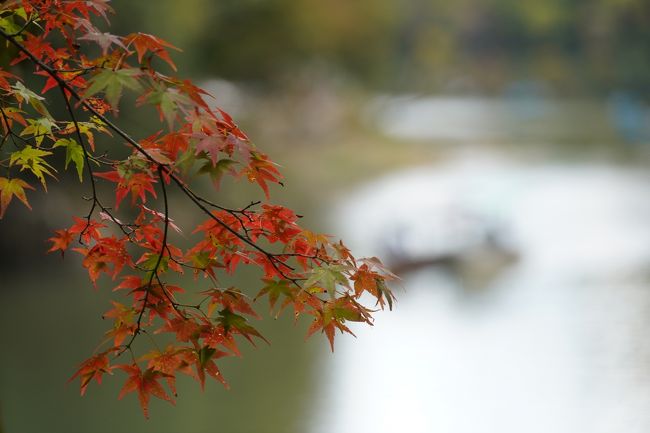 水たきの贅沢なお昼ごはんの後…まだお昼過ぎくらいですが、どないしようかな？天気もえぇし、近所の河原にでも。んで、桂川沿いに散歩して…嵐山ですか。かなりの人出ですなぁ。横目に、さらに川沿いに。