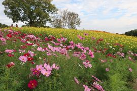 子連れ　万博記念公園　コスモス2020