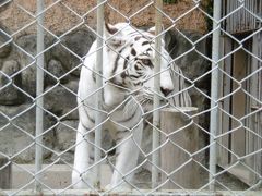 "再挑戦"　ホワイト・タイガーに会いたくて　ー東武動物公園ー