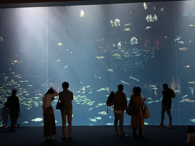 秋晴れの一日、今回も夫に誘われて今年 2020年6月1日(月)にオープンした四国水族館へ行ってきました。<br /><br />四国水族館は、道の駅「うたづ臨海公園」内に“次世代水族館”として開館する、四国最大級の水族館だそう。<br /><br />太平洋や瀬戸内海、清流四万十川や仁淀川など、日本屈指の「四国の水景」が展示テーマだそう。<br />?瀬戸内海エリア：穏やかなる内海と山々が育む豊かな自然の恵み<br />?太平洋エリア：世界最大の大海原と海流・黒潮をめぐるダイナミックな世界<br />?清流・湖畔エリア：日本に残る神秘の清流の世界と人の歴史と共にに歩んだ湖畔の世界<br />?夕暮れの景：瀬戸内海を背景に海豚が泳ぐ絶景<br />?水遊の景：心が躍る生きものたちとのふれあい体験<br /><br />四国水族館HP：https://shikoku-aquarium.jp/<br />