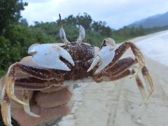 11月の八重山で見た生物