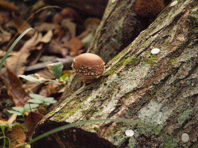 かねてから登ってみたかった兵庫県、神鍋高原の蘇武岳。<br />巨木を懐に抱く森を一度体感してみたかった。<br /><br />長年の夢がかなったのが今年の８月のこと。<br />天気も良く素晴らしい体験ができた。<br />その時宿泊した宿で耳にした、10月下旬になったらキノコ狩り&amp;キノコ鍋が始まります～という何気ない言葉。<br /><br />その言葉に敏感に反応し即座に10月下旬に予約を入れる。<br />キノコ狩り＆キノコ鍋は１日１組限定。<br />当初、蘇武岳に登った３人でこっそりと出向くはずであったが、こいう悪だくみはすぐに漏れる。<br /><br />あれよあれよと人が増え、結局６人で出向くことに。<br />この時期、５人以上の会合は避けた方が良いんじゃないの？<br />結構な社会的立場の皆さん、よろしいの？<br />とやや心配な面はあるものの、食い意地には抗えず秋の高原へ。<br /><br />リンゴ、なし、ぶどう、いちご、サクランボ、みかんに筍。紅葉というのもありますね。今まで様々な“狩り”は経験したけれど、キノコ狩りは皆初めてである。<br />天然物のキノコは、栽培ものとは味も香りも段違いということは知っている。<br /><br />服装は？足元は？キノコが見つからなかったら夕飯はどうなるの？<br />と心配の種は尽きませんでしたが、なかなかに楽しいキノコツアーとなりました。