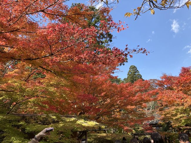 2日目は旅のもう一つの目的、日本三景「松島 」観光です。晴天！<br /><br />朝陽を見ようと早めに起き、露天風呂へ。大勢の方々が見に来ていました。<br /><br /><br />写真は円通寺の紅葉