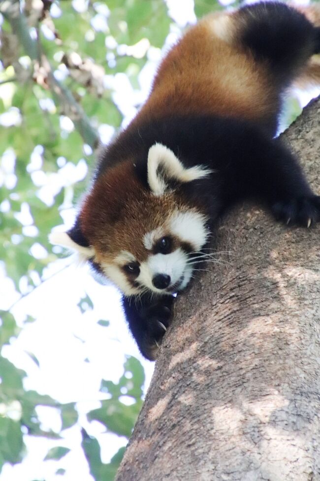 遠征と遠征の合間に気軽に動物園に行くとなれば、我が地元、埼玉こども動物自然公園(略して「埼玉ズ-」)。今年2020年は、残念なことに、生まれたレッサーパンダの赤ちゃんは例年になくとても少ないのですが、赤ちゃんめぐりに行く機会が少なくなった分、去年2019年に生まれた子たちの成長ぶりを見るという楽しみに振り分けやすくなりました。去年生まれの子たちは1才になったばかり。まだまだやんちゃ盛りです。そして今回やっとやっと、埼玉ズーの去年生まれの1才の双子の兄弟リュウくん・セイくんが屋外展示場で元気に動き回っている姿が見られました!埼玉ズーでは、その年生まれのレッサーパンダの赤ちゃんたちは、11月か12月にはママと一緒に屋外展示場にデビューしていて、その後は冬の間くらいはパパとも同居が見られていたものです。レッサーパンダはなわばり意識があり、単独生活者で、パパは育児に全く関与せず、ママ1人で育児します。なので、動物園では、パパが子供たちと同居するのはレアケースです。多少の衝突があっても展示場に十分な広さがあって逃げる余地があり、そしてなによりパパが穏やかな性質の子でないとむずかしいようです。そもそもレッサーパンダはやはり1頭の方が落ち着くようなので、敢えて父子を同居させないところが多いです。埼玉ズーはそんなレアケースが、私が初めて埼玉ズーを訪れた2012年2月、ハナビちゃんが赤ちゃんのときから、カフェ・ラテ・キャラ・メルの4頭、そしてみやびちゃん・リンちゃん姉妹のときから、当たり前のように見られたものです。ところが、去年生まれのリュウくん・セイくんの双子は、なかなか屋外デビューできませんでした。というのも、見た目に反してびびりなリュウくんが、夕方、なかなかバックヤードに戻らなかったので、屋外展示場に出せなかったようなのです。そのため、ソウソウ・パパとの同居も実現できませんでした。もしかしたらあるかもしれない、とひそかに楽しみにしていたみやびちゃん・リンちゃん姉妹との同居もありませんでした。しかも今年は不幸なことに、新型コロナウィルス感染拡大防止のため、埼玉ズーは3月に入ってすぐ、6月末まで臨時休園。寒冷高山地帯に生息するレッサーパンダは暑さに弱いので、気温が高くなれば屋外展示は中止。秋になってから、リュウくん・セイくんは屋外デビューを果たしていましたが、ハナビ・ママと同居は終了して一人立ちしていたので、埼玉ズーでは屋外と屋内展示場2面を使って、ソウソウくん、ハナビちゃん、みやびちゃん、リンちゃん、そしてリュウくん・セイくんのローテーション展示となりました。そのため、これまで、私の訪問日と、リュウくん・セイくんの屋外展示場の日が合わなかったのです。【追記】ソウソウくんと、リュウくん・セイくんの父子同居は実現できそうになくても、また弟や妹が生まれたら、また埼玉ズーで父子同居も見られるかもしれないとひそかに楽しみにしていました。そのソウソウくんは、まだ8才という若さで、2020年12月1日になくなってしまいました。とてもとても残念です。ソウソウくんは、私が知った初めての人工哺育の子で、実際には見に行けませんでしたが、フォートラベルで知り合ったレッサーパンダ・ファンさんたちの旅行記で、哺乳瓶からミルクを飲むソウソウくんの可愛い姿にとても憧れ、思い入れがあった子です。埼玉ズーにお婿に来てくれて、とてもうれしかったです。私がレッサーパンダ・ファンのきっかけになったお気に入りのハナビちゃんと仲良しでした。本当に残念です。ソウソウくん、ありがとう。やすらかに。***今回の再訪では、前回10月4日と違って、やっと再開したアニマルショーやアートフェスタを見に行くという目的はなかったので、秋晴れの緑たくさんの屋外で過ごすリュウくん・セイくんをたっぷり眺めることができました。というか、楽しそうに過ごすリュウくん・セイくんから目が離せず、他へ移動できなかったというのが正直なところです。2頭とも、すでに屋外展示場に慣れていた様子で、見上げる高さの2本のクスノキを自由に上り下りしたり(登る時は一気ですが、下りる時は慎重なところも可愛いです@)、たれぱんだになってくつろぐ姿、地上で追いかけっこしたり、バトル遊びをする様子は、ほんとうに楽しそうでした。ちなみに、ここのところ会いそこねしたミンミンじいちゃんは、なんとかねばって、元気そうに過ごしているところが見られました。それは午後だったので、後編の旅行記にまとめました。今回の再訪では、いつもの表敬訪問の他、オリジナルカレンダーの購入と、できればコアラのジンベランちゃんの赤ちゃんが見たいと思ってやって来ました。クオッカ観覧は、土日祝日の観覧整理券の競争率は高いので、最初からに当てにしていませんでした。そもそも、前回10月4日の再訪時と同様、秋の行楽日和の日曜日の本日は、バス停2つ手前の月ヶ丘あたりから、駐車場入り待ちの車の渋滞にハマりました。ただ、前回もそうだったので、今回も覚悟していたためか、感覚的には前回より待たされ感は少なかったです。それは車を近くの民間駐車場に駐めた後、入園待ちの行列に並んでいたときもそうでした。今回の訪問から、埼玉ズーでも入園者5,000人までの制限はなくなっていたので、入場予約制のときよりも来園者は多かったかもしれませんが、混雑するのは入るまでで、広い園内、適度にバラけるので、家族連れが2~3組やってきて一時的に混雑することはあっても、ちょっと待っていれば、空いた時にゆっくり見ていることができました。オリジナルのカレンダーは、入園してすぐに購入しました。帰りだとぎりぎりになって買い損ねてしまう可能性があったからです。そしてジンベランちゃんの赤ちゃんは、ぎりぎり見られました。そちらは後編の旅行記にて。コアラは寝ている時間が圧倒的に多く、ママが寝ていれば赤ちゃんはまず見られないと思ったので、ほんとは今回は何度かコアラ舎に足を運ぶつもりでした。でも、数日前に足の付け根を痛めて、整体院で治療しているのですが、その治療による炎症で足が痛く、歩き回るのは苦痛だったので、レッサーパンダのリュウくん・セイくんから目を離せなかったこともあり、コアラがいる東園は、夕方だけ訪れることにして、今回は北園で、レッサーパンダがいるエリアを中心にゆっくり過ごしました。そのため、少し離れたところにあるキリン舎には回れず、ルンくんには会いに行けませんでした。それでも、ここのところ行き損ねていたなかよしコーナーやコツメカワウソ、ぴょんぴょん村には足を運ぶことができましたが、そちらも後編の旅行記にまとめました。【追記】成長を楽しみにしていたジンベランちゃんの赤ちゃんは、11月19日に亡くなってしまいました。とても残念てず。活発な赤ちゃんでした。まだネズミ顔のときに、あんなに外に出たがっていた子は、他には知りませんでした。生まれて約7ヶ月。10月17日にお母さんの袋から顔を出すようになったそうです。短い生でしたが、ママの愛情にたっぷり包まれ、外の世界へのあこがれを抱き、少しても生きる喜びを味わえたでしょうか。この日なんとかねばって会えただけでも、よかったです。赤ちゃんを大事にしていたジンベランちゃんと赤ちゃんが見られたこの日の後編の旅行記を先にまとめました。「秋の行楽日和の埼玉こども動物自然公園(後編)食事タイムのペンギン&久しぶりミンミンじいちゃん~【哀悼】コアラのジンベランちゃんの赤ちゃん」https://4travel.jp/travelogue/11659066<北園中心に回った2020年10月に2度目の埼玉こども動物自然公園の旅行記のシリーズ構成>■(前編)緑ではしゃぐレッサーパンダの双子~グンディに別のカップルの赤ちゃん&オリジナルカレンダーゲット□(後編)食事タイムのペンギン&久しぶりミンミンじいちゃん~【哀悼】コアラのジンベランちゃんの赤ちゃん埼玉こども動物自然公園の公式サイトhttp://www.parks.or.jp/sczoo/<タイムメモ>09:15 車で家を出る(月ヶ丘よりさらに手前から渋滞)10:00 民間駐車場に駐車10:05 入園待ちの列に並ぶ★10:20 年パスで入園(開園09:30)10:20-10:25 キリン売店で買い物★10:35-10:40 乳牛コーナー(8月生まれの子牛)★10:40-10:45 カナダヤマアラシ(とうこ)★(マヌルネコ舎は列ができていたのでパス)10:45-12:30 レッサーパンダ★(屋外リュウ・セイ/屋内リン)12:30-12:40 ミーアキャット・フェネック・ヤブイヌ★12:40-12:50 レッサーパンダ★12:50 シロフクロウ★12:50-13:15 エコハウチュー★(バックヤードにいたカップルのグンディの赤ちゃん他)13:15-13:30 アメリカンドッグ休憩13:30-14:15 ペンギンヒルズ(13:30からエサやりタイム)14:15-14:20 プーズー14:25-14:40 レッサーパンダ(&ミーアキャット・フェネック・シロフクロウ)14:40-14:45 ヒメマーラ・マーラ14:45-14:50 乳牛コーナー14:50-14:55 マヌルネコ(ロータス)・カナダヤマアラシ14:55-15:05 レッサーパンダ(ミンミン)15:10-15:15 なかよしコーナー15:15-15:20 ぴょんぴょん村15:20-15:25 コツメカワウソ15:40 東園へ15:40-15:50 カピバラ・ワラビー広場15:55-17:00 コアラ舎17:30頃 動物園を出る(閉園17:00)(忘れ物を取りに戻ったので遅くなった)17:40 駐車場を出発する18:20-19:30 鶴ヶ島のバーミヤンで夕食19:45頃 帰宅※これまでの動物旅行記の目次を作成済。随時更新中。「動物/動物園と水族館の旅行記~レッサーパンダ大好き~ 目次」http://4travel.jp/travelogue/10744070※そのうち、これまでの埼玉こども動物自然公園の旅行記のURL集は、この旅行記の末尾にまとめました。