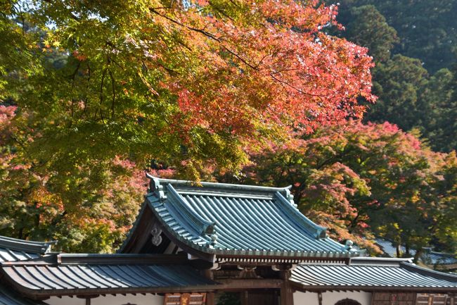 紅葉と疫病退散祈願のため、大雄山へ。その後、健康増進のためビオトピアへ。<br />