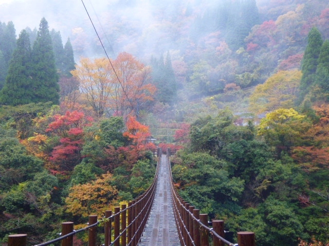 （昨日の話）本番に向けて、下見のつもりで来た五家荘。<br />通潤橋から五家荘へ向かう悪路（三和交差点から左折した場合）に撃沈。<br />心は真っ二つにへし折られました。<br />五家荘に入ってからも離合の厳しい道が続きます。<br />見渡す山々の紅葉は美しいのに・・・。<br />もうこの紅葉を見れただけでいいと思い、明日（今日の事）は来なくていいや・・・と帰路につきました。<br />五家荘を出てから五木村へ向かう途中の道は、工事中が多いけど狭い道は時差式信号機がついていて、ストレス無く帰って来れました。<br />あれっ？この道を使えば意外と簡単に五家荘へアクセスできる？<br />でも仮に行ったとしても、道が狭くて心配だからな～・・・。<br /><br /><br /><br /><br /><br /><br />