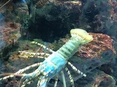 美ら海水族館行きました。ゲートまでワゴン車で送迎していただきました。