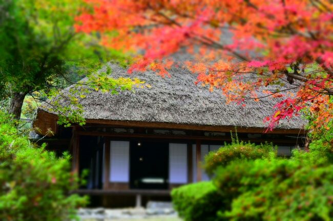 何か所か回ってきましたが、左座家（ぞうざけ）（さざけじゃないよ！）は、まわりの紅葉も手伝って、締めくくりにふさわしい素敵なスポットでした。<br /><br /><br />この『五家荘』で、長い時間がとれない場合、《平安の里》《梅の木轟公園》《左座家》の３か所だけは絶対外して欲しくないお勧めスポットです。<br /><br />